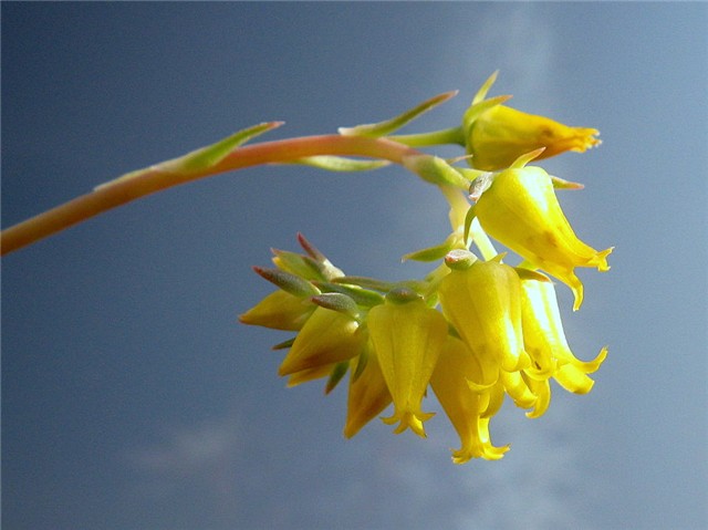 Echeveria colorata  lindsayana